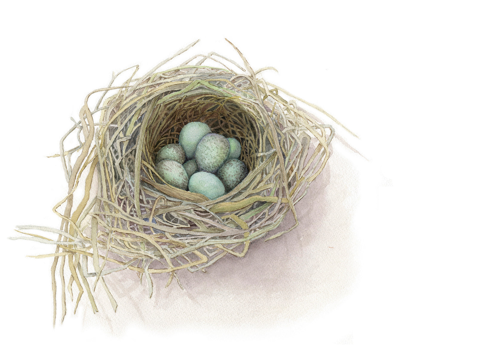 KT17 Blackbird Nest no.16 Limited Edition Print by Kirstie Trobe