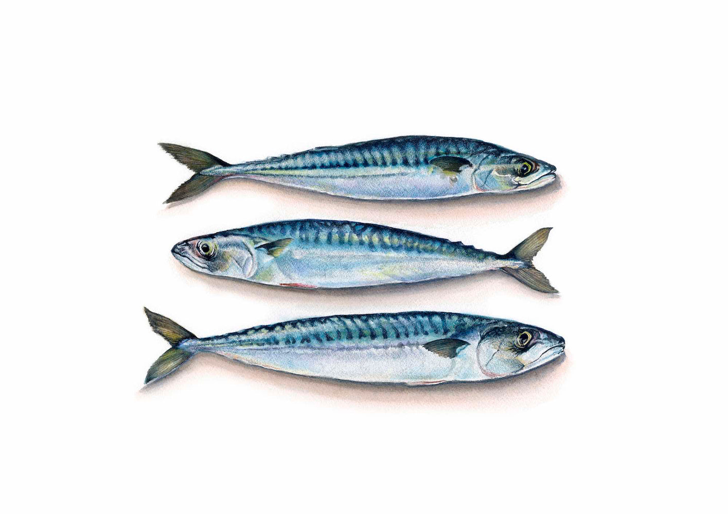 KT20 Catch of the Day 8”x10” Giclée Print by Kirstie Trobe