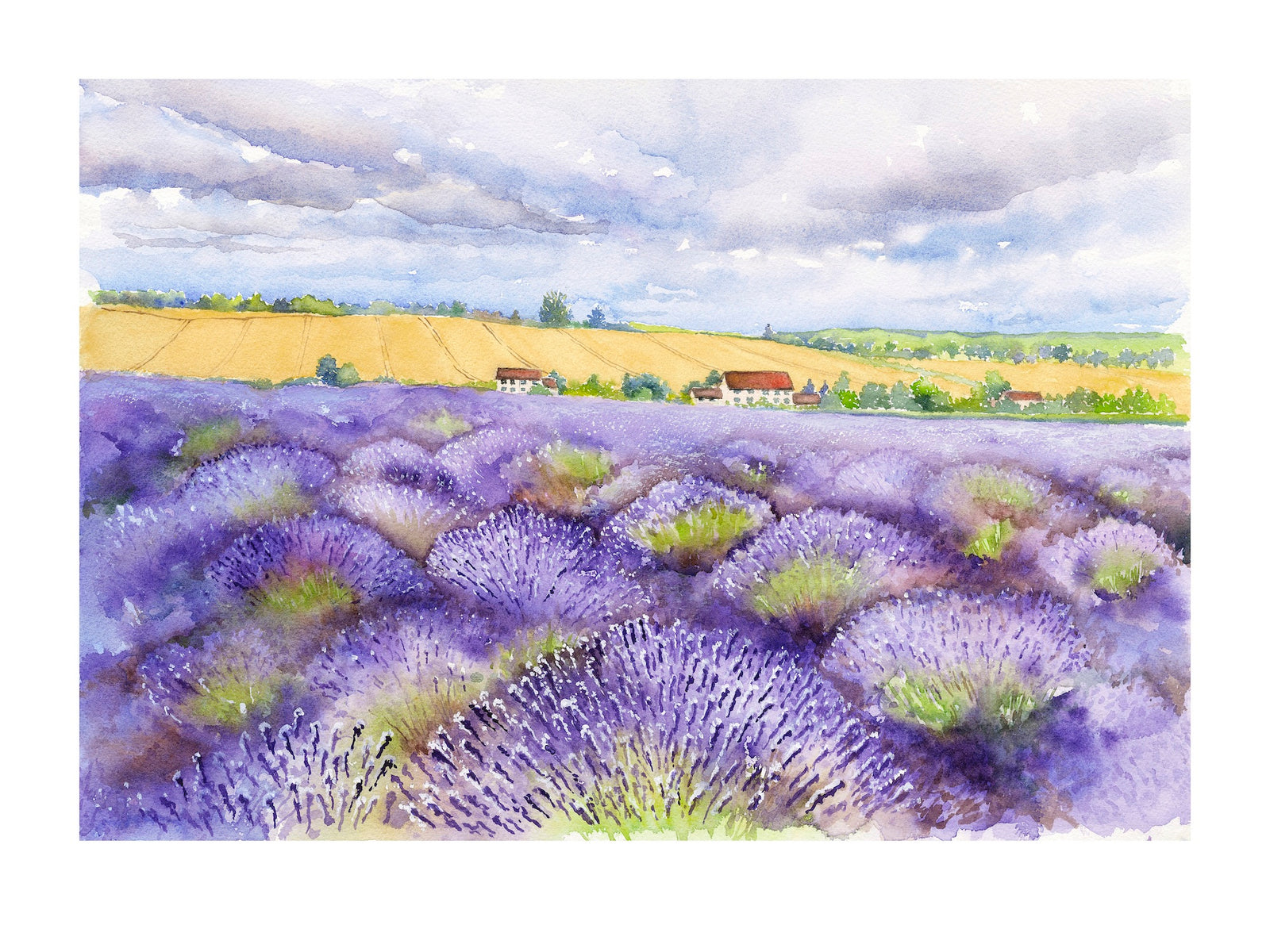 KT28 Cotswold Lavender  8”x10” Giclée Print by Kirstie Trobe