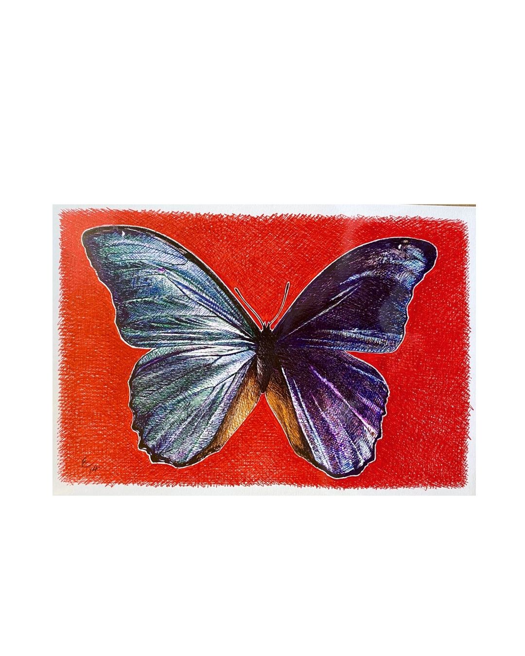 EC09 Morpho on Red / pen drawing / A5 by Edward Clark