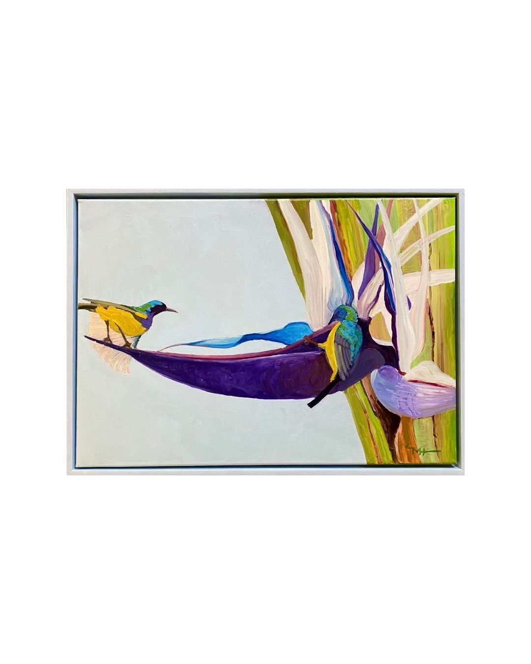 GH1 Pair of Variable Sunbirds on Giant Strelitzia by Gilly Hill