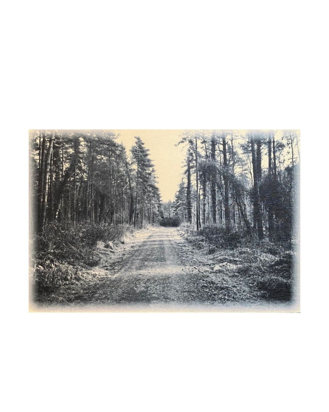 ‘The Road Taken’ – Small Print of the Forest of Dean on Woodblock Photograph by Jack Delahoy