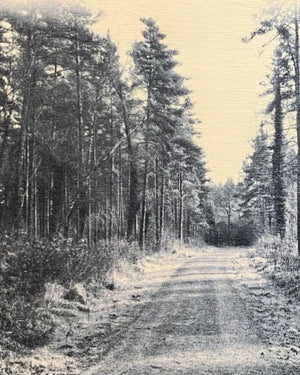 ‘The Road Taken’ – Small Print of the Forest of Dean on Woodblock Photograph by Jack Delahoy