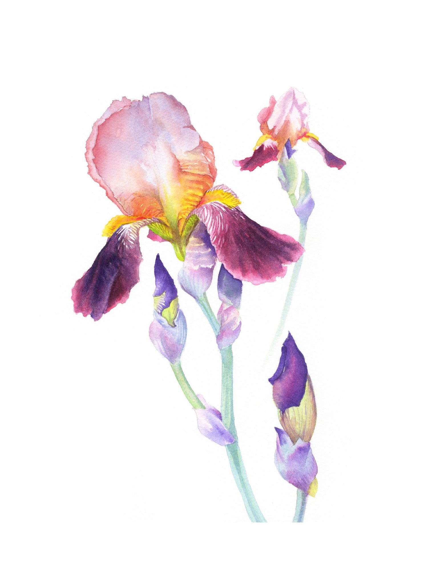 KT07 Original Wine & Roses Watercolour by Kirstie Trobe