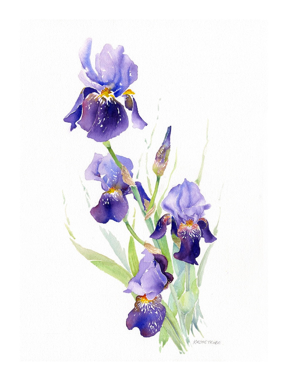 KT05 Original Iris Watercolour by Kirstie Trobe